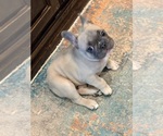 Small #11 Breeder Profile image