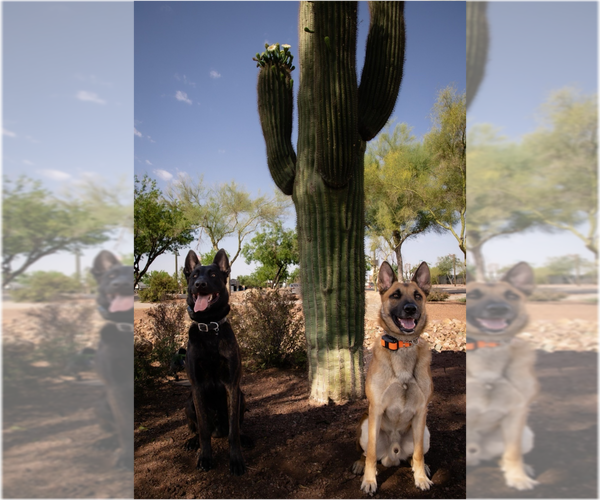 Medium Photo #8  Breeder Profile in LAS VEGAS, NV, USA