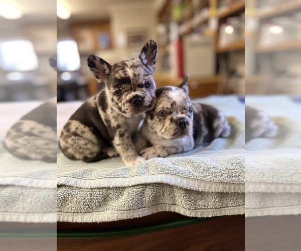 Medium Photo #1  Breeder Profile in STEPHENVILLE, TX, USA