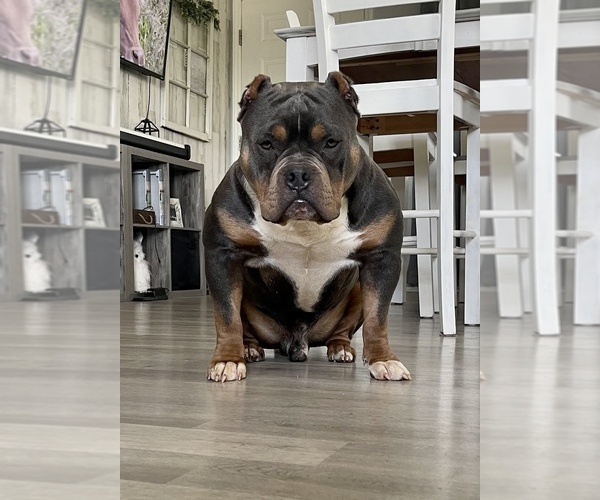 Medium Photo #1  Breeder Profile in DRY FORK, VA, USA