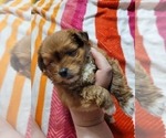 Small #42 Breeder Profile image