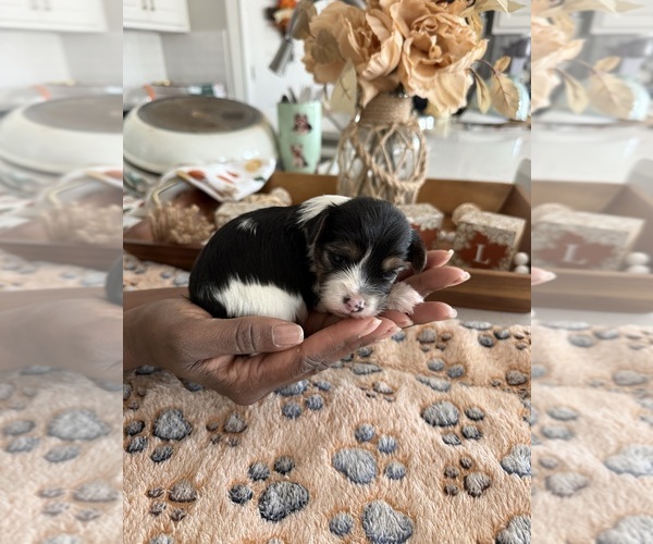 Medium Photo #1  Breeder Profile in MIDLAND, GA, USA