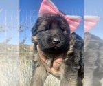 Small #36 Breeder Profile image