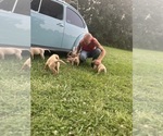 Small #11 Breeder Profile image
