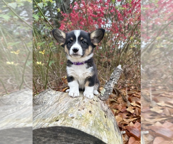 Medium Photo #27  Breeder Profile in PERKINSVILLE, VT, USA