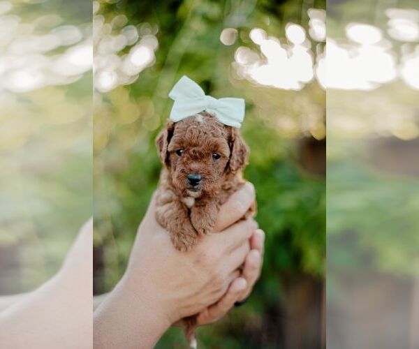 Medium Photo #1  Breeder Profile in PATTERSON, CA, USA