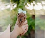 Small breeder photo