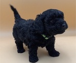 Small #1 Breeder Profile image