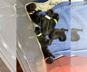 Cane Corso Dog Breeder near DENVER, CO, USA