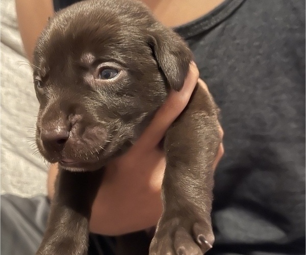 Medium Photo #1  Breeder Profile in SAN ANTONIO, TX, USA