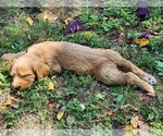 Small #1 Breeder Profile image