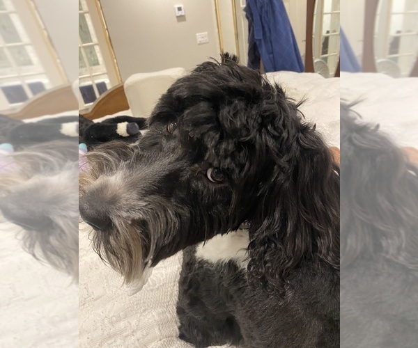 Medium Photo #59  Breeder Profile in BAYTOWN, TX, USA