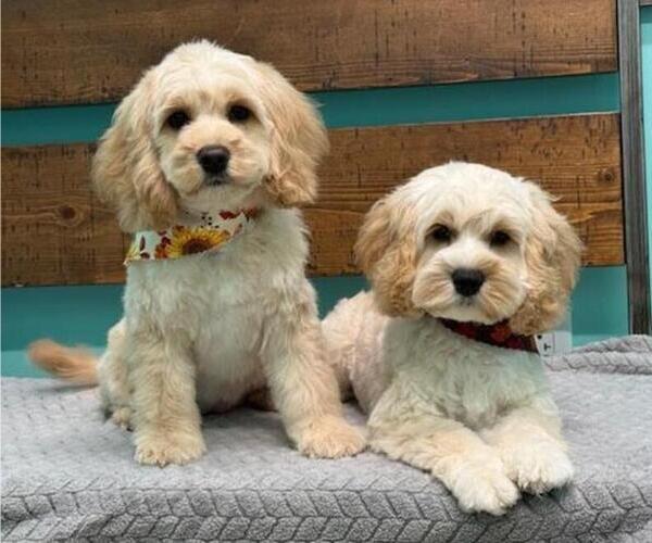 Medium Photo #1  Breeder Profile in CHRISTIANSBURG, VA, USA