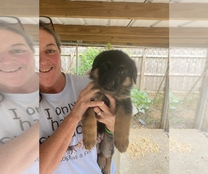 German Shepherd Dog Dog Breeder near COLUMBUS, IN, USA