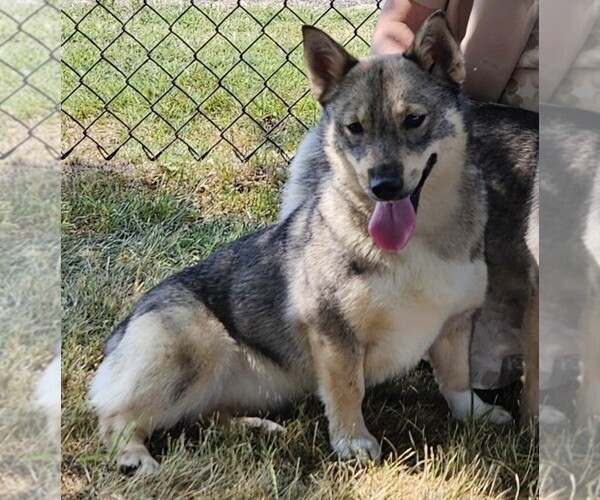 Medium Photo #11  Breeder Profile in GRAND LEDGE, MI, USA
