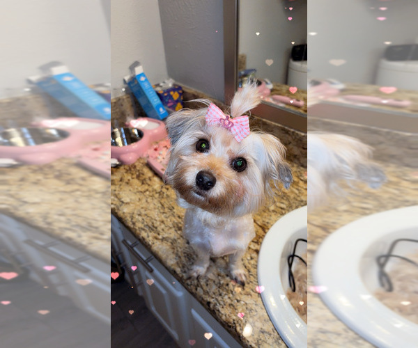 Medium Photo #8  Breeder Profile in ARLINGTON, TX, USA