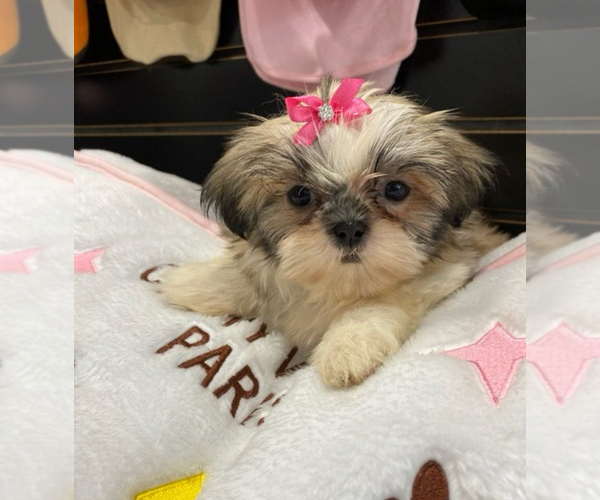 Medium Photo #30  Breeder Profile in STUART, FL, USA