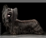 Small #11 Breeder Profile image