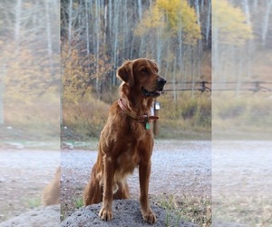 Golden Irish Dog Breeder near EDWARDS, CO, USA