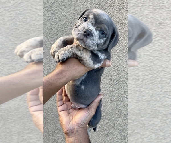 Medium Photo #1  Breeder Profile in MANTECA, CA, USA