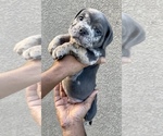 Small breeder photo