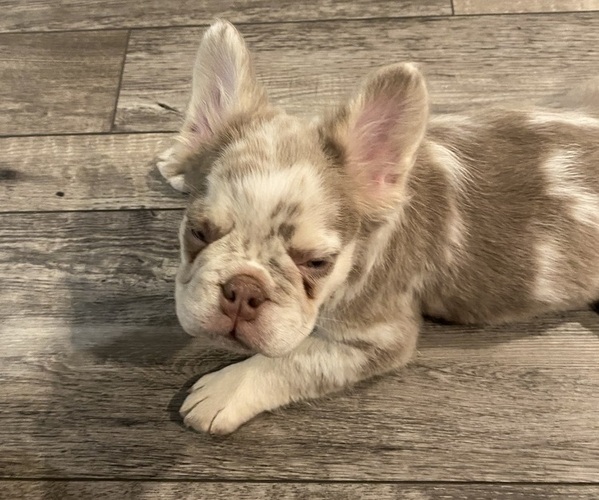 Medium Photo #9  Breeder Profile in TONGANOXIE, KS, USA