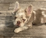 Small #8 Breeder Profile image