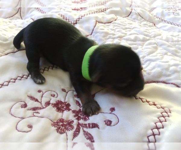 Medium Photo #8  Breeder Profile in SHIRLEY, MA, USA