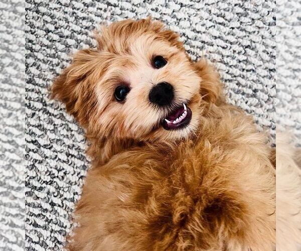 Medium Photo #1  Breeder Profile in LOS ANGELES, CA, USA