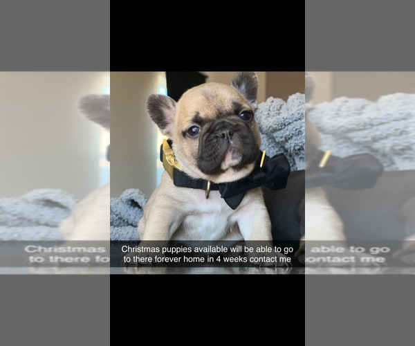 Medium Photo #1  Breeder Profile in BUENA PARK, CA, USA