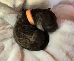 Small #11 Breeder Profile image