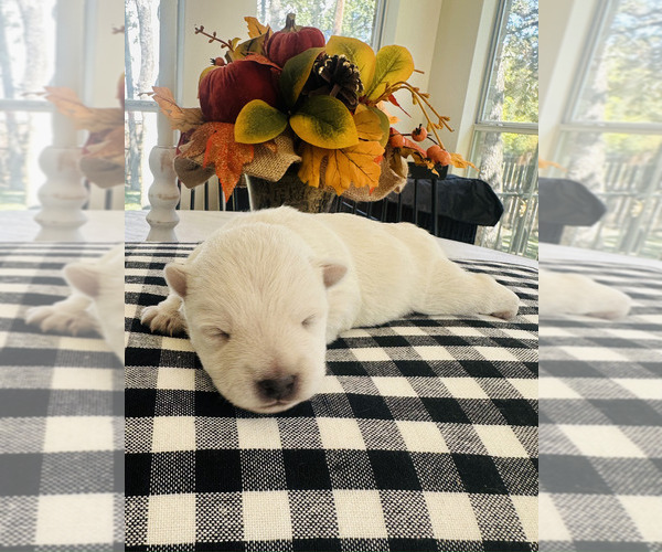 Medium Photo #1  Breeder Profile in CORINTH, TX, USA