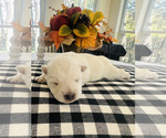 Small breeder photo