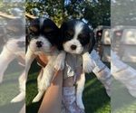 Small #1 Breeder Profile image
