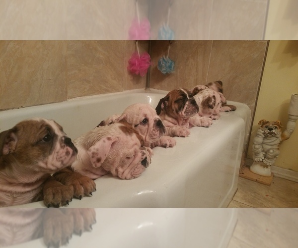 Medium Photo #1  Breeder Profile in LINDEN, NJ, USA