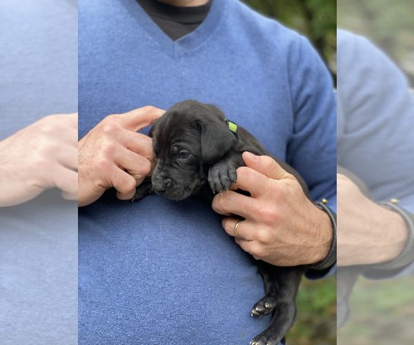 Medium Photo #10  Breeder Profile in LAKE OSWEGO, OR, USA
