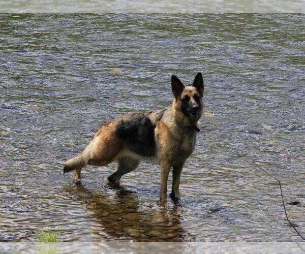 Medium Photo #1  Breeder Profile in KENNEBUNK, ME, USA