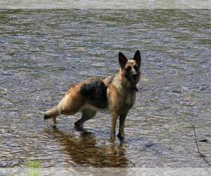 Main photo of German Shepherd Dog Dog Breeder near KENNEBUNK, ME, USA