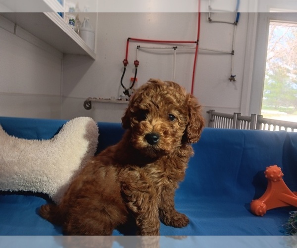 Medium Photo #3  Breeder Profile in CAMPBELL HILL, IL, USA