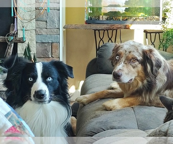 Medium Photo #1  Breeder Profile in WAKARUSA, KS, USA