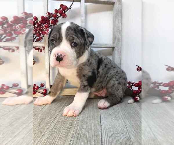 Medium Photo #1  Breeder Profile in VENICE, FL, USA