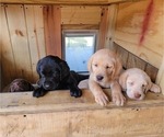 Small Photo #1  Breeder Profile in PRINCETON, NC, USA