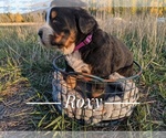 Small Photo #10  Breeder Profile in BONNERS FERRY, ID, USA