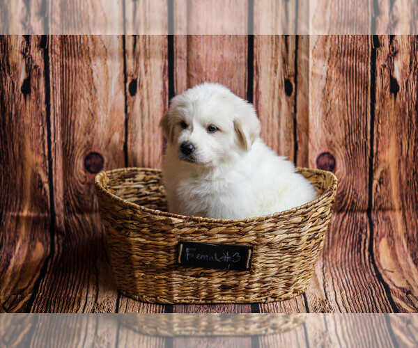 Medium Photo #25  Breeder Profile in POWDER SPRINGS, GA, USA