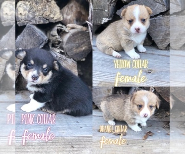 Medium Photo #1  Breeder Profile in COLLINS, OH, USA