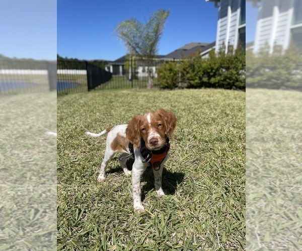 Medium Photo #154  Breeder Profile in HORTENSE, GA, USA