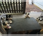 Small #2 Breeder Profile image