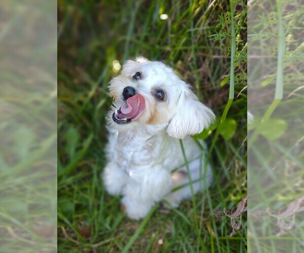 Medium Photo #14  Breeder Profile in BARREN SPRINGS, VA, USA