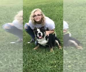 English Bulldogge Dog Breeder near ALBRIGHT, WV, USA