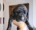 Small #20 Breeder Profile image